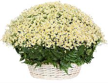 Цветочная композиция из Ромашки в корзине #REPLACE_PRED# Рубцовске Алтайский Край